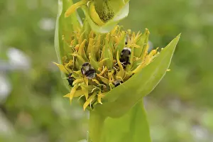 Great yellow gentian (Gentiana lutea) with bumblebee