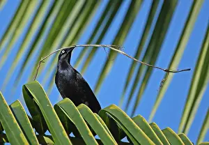 Greater Antillean Grackle (Quiscalus niger crassirostris) adult