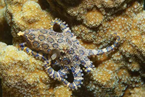 Greater blue-ringed octopus (Hapalochlaena lunulata)