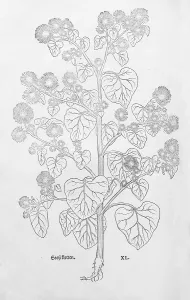 Greater burdock (Arcticum lappa)