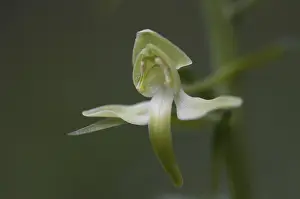 Greater butterfly-orchid (Platanthera chlorantha)