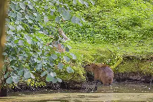 A (greater) capybara (Hydrochoerus hydrochaeris) searches for food in the dense riparian vegetation of a river