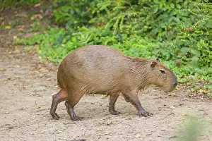 A (greater) capybara (Hydrochoerus hydrochaeris) walks along a river bank