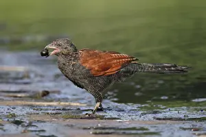 Greater Coucal (Centropus sinensis) adult