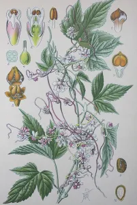 Greater dodder (Cuscuta europaea)