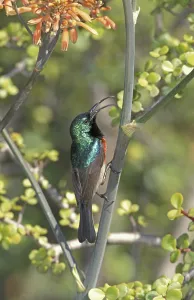 Greater Double-collared Sunbird (Nectarinia afra)