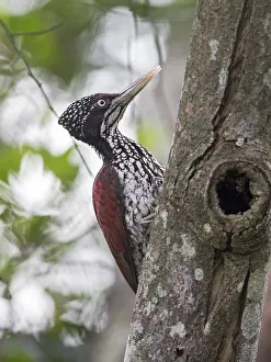 Greater Flameback (Chrysocolaptes guttacristatus) female