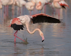 Greater flamingo (Phoenicopterus roses) in water