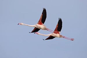 Greater flamingo (Phoenicopterus roseus)