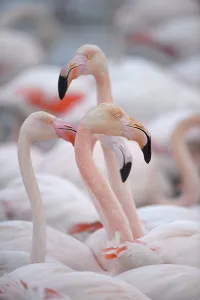 Greater flamingo (Phoenicopterus roseus)