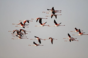Greater Flamingo (Phoenicopterus roseus)