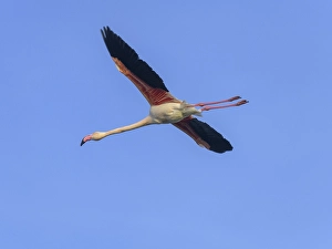 Greater flamingo (Phoenicopterus roseus)