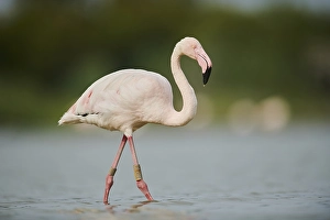 Greater Flamingo (Phoenicopterus roseus)