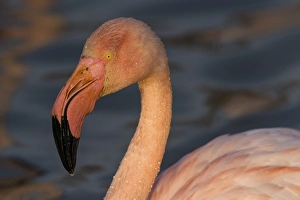 Greater flamingo (Phoenicopterus roseus)