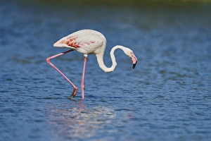 Greater Flamingo (Phoenicopterus roseus)