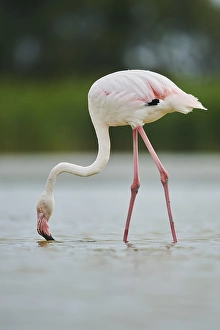 Greater Flamingo (Phoenicopterus roseus)