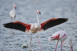 Greater Flamingo (Phoenicopterus roseus)