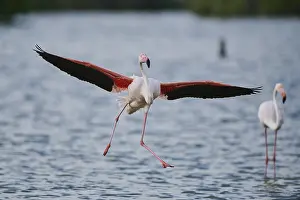 Greater Flamingo (Phoenicopterus roseus)