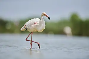 Greater Flamingo (Phoenicopterus roseus)
