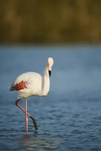 Greater Flamingo (Phoenicopterus roseus)