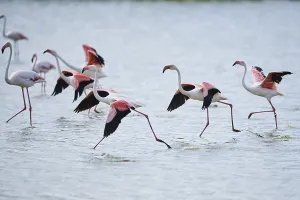 Greater Flamingo (Phoenicopterus roseus)