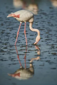 Greater Flamingo (Phoenicopterus roseus)
