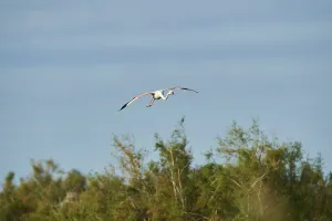 Greater Flamingo (Phoenicopterus roseus)