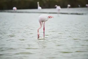 Greater Flamingo (Phoenicopterus roseus)