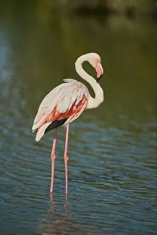 Greater Flamingo (Phoenicopterus roseus)