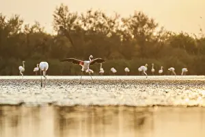 Greater Flamingo (Phoenicopterus roseus)