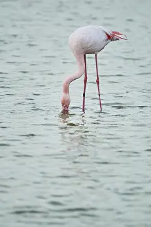 Greater Flamingo (Phoenicopterus roseus)