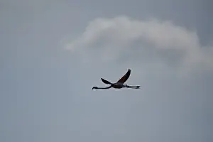 Greater Flamingo (Phoenicopterus roseus)