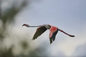 Greater Flamingo (Phoenicopterus roseus)