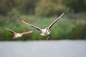 Greater Flamingo (Phoenicopterus roseus)