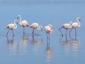 Greater Flamingo (Phoenicopterus roseus)