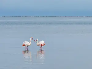 Greater Flamingo (Phoenicopterus roseus)