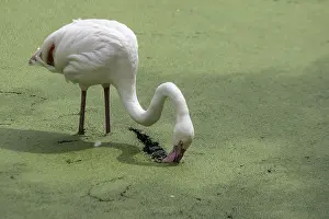 Greater flamingo (Phoenicopterus roseus)