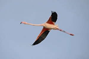 Greater flamingo (Phoenicopterus roseus) in flight