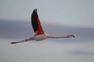 Greater flamingo (Phoenicopterus roseus) flying