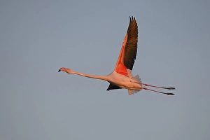 Greater flamingo (Phoenicopterus roseus) flying