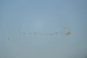 Greater Flamingo (Phoenicopterus roseus) flying in the sky at sunset