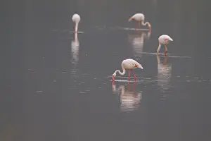 Greater Flamingo (Phoenicopterus roseus) foraging