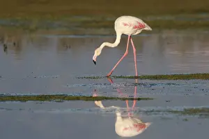 Greater Flamingo (Phoenicopterus roseus) foraging in shallow water