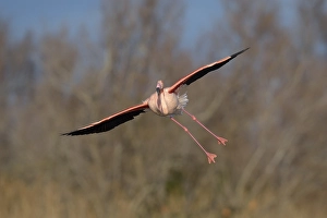 Greater flamingo (Phoenicopterus roseus) landing