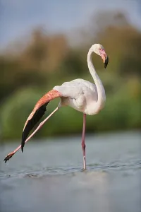 Greater Flamingo (Phoenicopterus roseus) standing in the water
