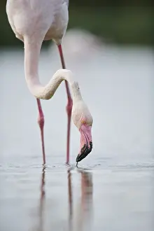 Greater Flamingo (Phoenicopterus roseus) standing in the water