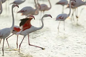 Greater Flamingo (Phoenicopterus roseus) standing in the water cleaning its feathers at sunset