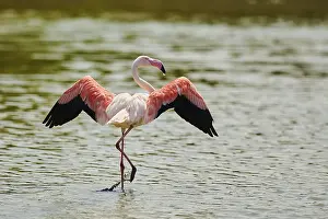 Greater Flamingo (Phoenicopterus roseus) standing in the water shaking its wings