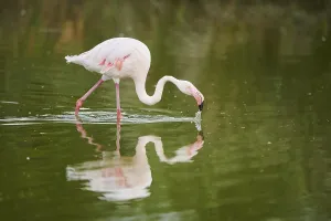 Greater Flamingo (Phoenicopterus roseus) walking in the water