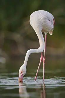 Greater Flamingo (Phoenicopterus roseus) walking in the water